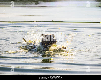 Ein junger Hund der Rasse American Staffordshire in einer Lagune Stockfoto