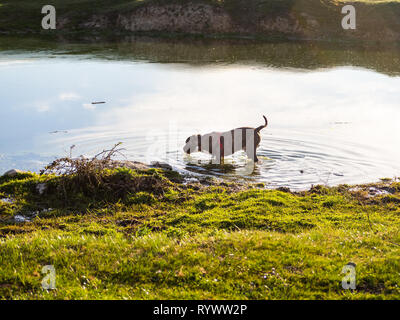 Ein junger Hund der Rasse American Staffordshire in einer Lagune Stockfoto