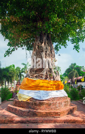 Baum deckt alte Pagoden im Wat Na Phra Men Stockfoto