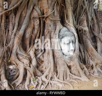 Kopf aus Sandstein Buddha im Bodhi Baum Wurzeln Stockfoto