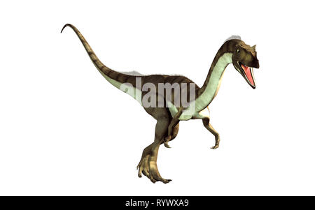 Coelophysis, einer der ersten Dinosaurier, war eine fleischfressende Theropode. Hier ist man auf den Betrachter auf einem weißen Hintergrund. Stockfoto