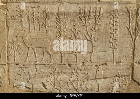 Darstellungen von Pflanzen und Tieren aus Syrien durch Thutmosis III brachte 1465 BC, Karnak Tempel, Luxor, Ägypten Stockfoto