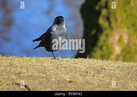 Western Dohle (Corvus monedula) das Stehen auf einem Bein. Stockfoto