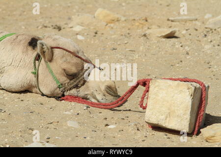 Schlafen Kamel mit dem Strick an einen Stein gebunden, trat Pyramide des Djoser, Saqqara, Gizeh Governorate, Ägypten Stockfoto