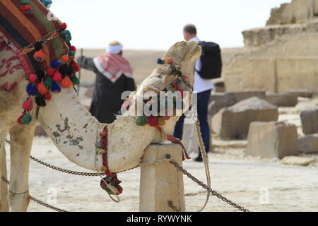 Bunt camel kratzen den Hals auf einen Pfosten an der Pyramide von Gizeh, Kairo gesattelt, Ägypten Stockfoto