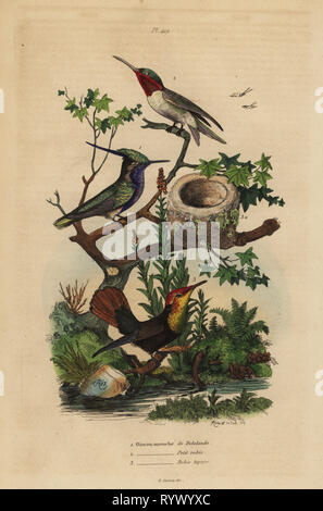 Grün - gekrönt, plovercrest Stephanoxis lalandi, Ruby-throated hummingbird, Archilochus colubris, und Ruby - Topas Kolibri und Nest, Chrysolampis mosquitus. Oiseau mouche de Delalande, petit, Rubis rubis Topaze. Papierkörbe Stahlstich von du Casse und Adolph Fritten aus dem Felix-Edouard Guerin-Meneville's Wörterbuch Pittoresque d'Histoire Naturelle (malerische Wörterbuch der Naturgeschichte), Paris, 1834-39. Stockfoto