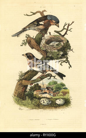 Gemeinsame Buchfink, Fringilla coelebs, Nester und Eier, und Bergfink, Fringilla montifringilla mit Eiern Pinson commun et Pinson d'Ardenne. Papierkörbe Stahlstich von du Casse nach einer Illustration von Adolph Fritten aus dem Felix-Edouard Guerin-Meneville's Wörterbuch Pittoresque d'Histoire Naturelle (malerische Wörterbuch der Naturgeschichte), Paris, 1834-39. Stockfoto