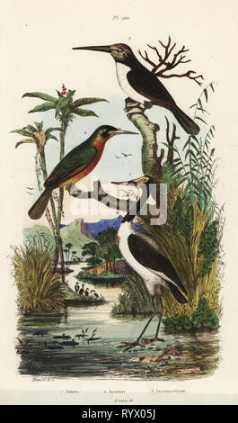 Stork, Jabiru mycteria, rufous-tailed jacamar, Galbula ruficauda und drei-toed jacamar, Jacamaralcyon Tridactyla. Papierkörbe stahlstich gezeichnet und von Adolph Fritten aus dem Felix-Edouard Guerin-Meneville's Wörterbuch Pittoresque graviert d'Histoire Naturelle (malerische Wörterbuch der Naturgeschichte), Paris, 1834-39. Stockfoto