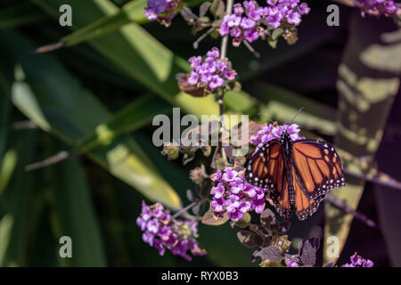 Monarchfalter auf eine lila Blume Stockfoto