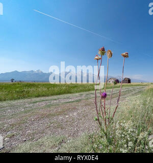 Ein Land Szene von mormonischen Zeile im Grand Teton National Park. Alte Scheunen auf einem Bauernhof in einem offenen Feld Stockfoto