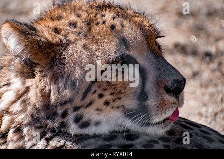 Cheetah relaxen in der warmen Sonne mit seiner Zunge heraus Stockfoto