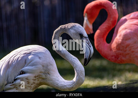 Ein rosa Flamingo in einen natürlichen Lebensraum. Detailansicht einer rosa Flamingo Vogel Stockfoto