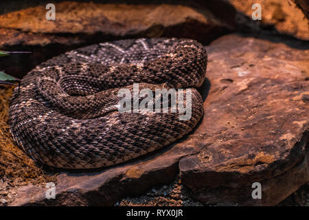 Eine Klapperschlange Spiralkabel bis ruht auf einem Felsen und bereit zu streiken. Tödliche Reptilien harmonisch in die natürliche Umgebung. Stockfoto