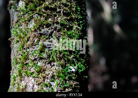 Moos auf einem Baumstamm Stockfoto