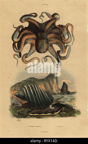 Gemeinsame Octopus, Octopus vulgaris 1 und Seeschnecke, Dicathais Orbita 2. Poulpe commun, Pourpre. Papierkörbe Stahlstich von du Casse nach einer Illustration von Adolph Fritten aus dem Felix-Edouard Guerin-Meneville's Wörterbuch Pittoresque d'Histoire Naturelle (malerische Wörterbuch der Naturgeschichte), Paris, 1834-39. Stockfoto