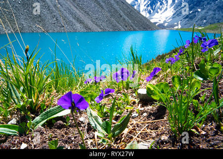 Schönen Lila und Blau Blumen auf dem Hintergrund eines Bergsees und schneebedeckten Gipfeln in die hohen Berge des Altai. Tierwelt von Sibirien in Russland. Stockfoto