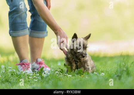 Cairn Terrier Welpen 13 Wochen alt. Süße kleine Hund spielt mit seinem Besitzer auf der grünen Wiese. Stockfoto