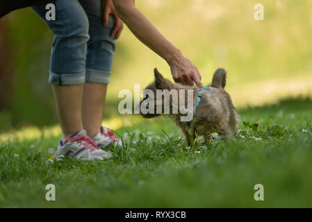 Cairn Terrier Welpen 13 Wochen alt - süße kleine Hund spielt mit seinem Besitzer auf der grünen Wiese. Stockfoto