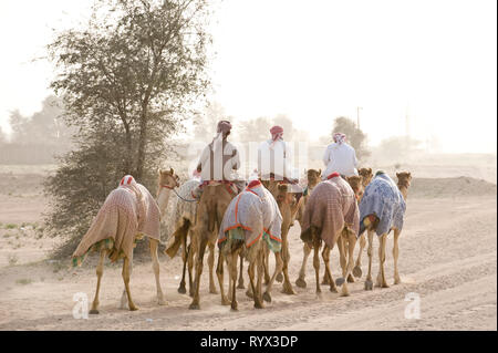 Racing Kamele auf dem Weg zum Titel für die Ausübung Stockfoto