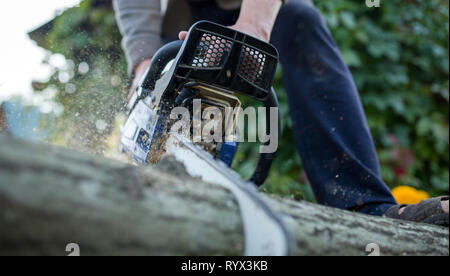 Foto von Mann mit Kettensäge Sägen in Wald anmelden Stockfoto