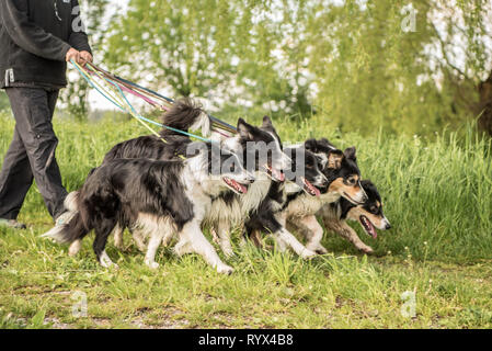 Frau geht mit vielen Hunden an der Leine. Eine Packung gehorsam Boder Collie Spaziergang auf einer Straße mit ihren Besitzer. Stockfoto