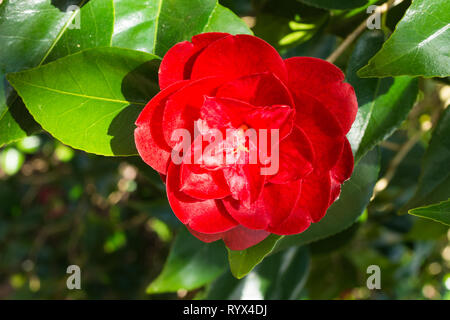 Camellia japonica 'konronkoku' mit roten Blüten oder Blumen im März, Frühjahr, in einem Englischen Garten, Großbritannien Stockfoto