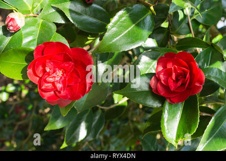 Camellia japonica 'konronkoku' mit roten Blüten oder Blumen im März, Frühjahr, in einem Englischen Garten, Großbritannien Stockfoto