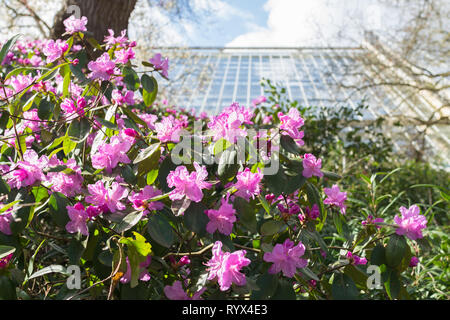 Rhododendron (carolinianum X dauricum) "P.J. Mezitt" mit rosa Blüten oder Blumen im Frühjahr März in einem Englischen Garten, Großbritannien Stockfoto