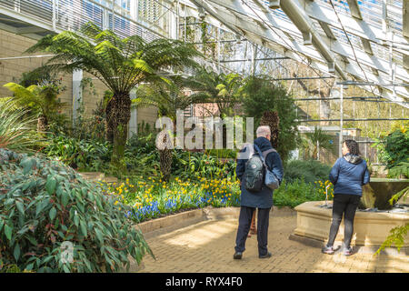 Zwei Besucher innerhalb des Queen Elizabeth gemäßigt Haus, ein großes Gewächshaus in Savill Garden, Windsor Great Park, UK, im März, Frühjahr Stockfoto