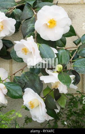 Camellia japonica 'Mrs D.W. Davies' mit weißen Blumen wachsen gegen eine Wand in einem Englischen Garten im März, Frühjahr, Großbritannien Stockfoto