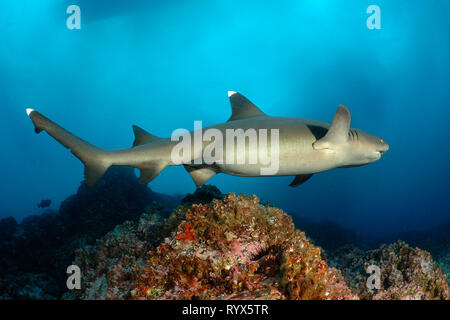 Weißspitzen-Riffhaie (Triaenodon obesus) Patrouillen an einem Korallenriff, Cocos Island, Costa Rica Stockfoto