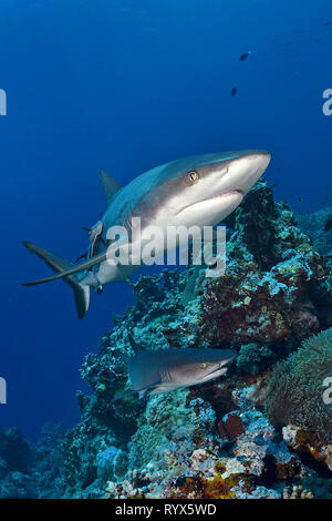 Grauer Riffhai (Carcharhinus amblyrhynchos) und Weißspitzen-Riffhai (Triaenodon obesus), an einem Korallenriff, Walindi Papua-Neuguinea Stockfoto