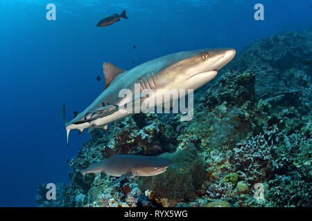 Grauer Riffhai (Carcharhinus amblyrhynchos) und Weißspitzen-Riffhai (Triaenodon obesus), an einem Korallenriff, Walindi Papua-Neuguinea Stockfoto