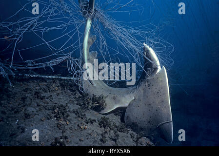 Pacific Engel Hai (Squatina californica), gestorben in einem Geist net, Santa Barbara, Kalifornien, USA Stockfoto