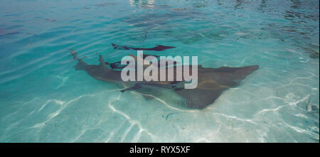 Riesige Gitarre Fisch oder riesige Gitarre Hai (Rhynchobatus djiddensis), mit (Echeneis naucrates suckerfishes), Baa Atoll, Malediven Stockfoto