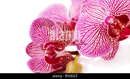 Zweig mit Blüten einer Orchidee Phalaenopsis. Rosa Orchidee Phalaenopsis. Schönen Zweig der rosa Blüten. Tropische Blüten rosa einer Orchidee. Stockfoto