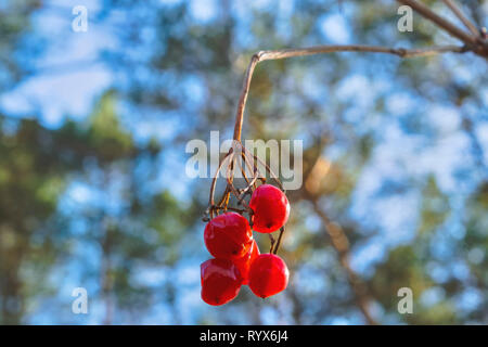 Rote beeren Der viburnum auf einem Zweig auf einem unscharfen Hintergrund close-up Stockfoto