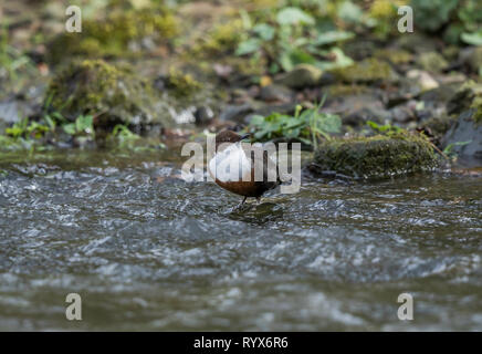 Dipper Stockfoto