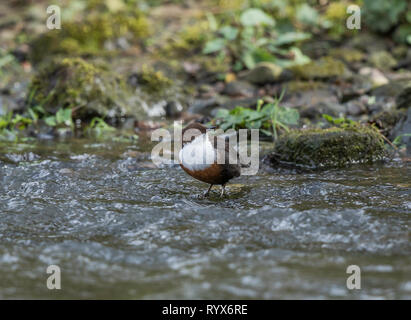 Dipper Stockfoto