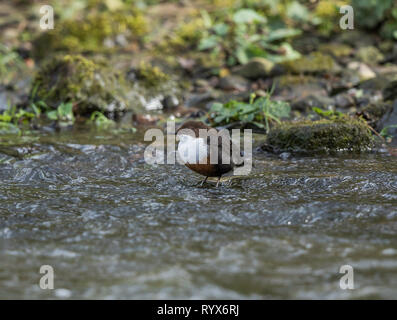 Dipper Stockfoto