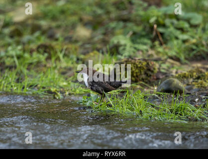 Dipper Stockfoto