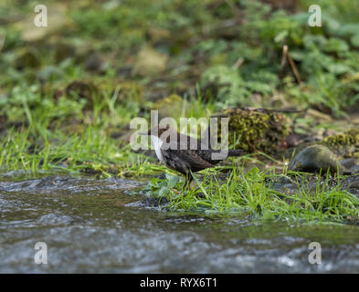 Dipper Stockfoto