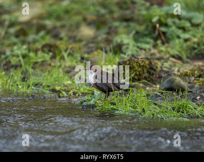 Dipper Stockfoto