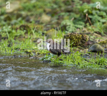 Dipper Stockfoto