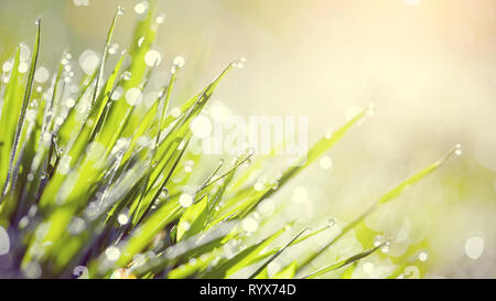 Zusammenfassung Hintergrund aus einem feuchten grünen Gras im Tautropfen Stockfoto