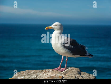 Eine Westmöwe (Larus occidentalis) steht auf einem Felsen, Big Sur, CA, USA. Stockfoto