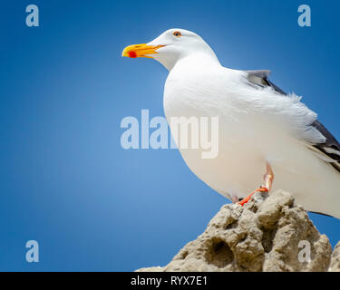 Western Möwe (Larus occidentalis), Leo Carrillo SB, CA. Stockfoto