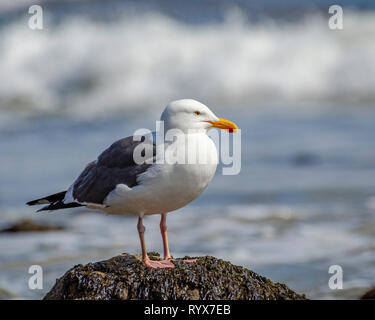 Eine Westmöwe (Larus occidentalis) steht auf einem Felsen, Leo Carrillo SB, CA. Stockfoto