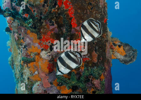 Paar gebändert Falterfische (Chaetodon striatus) Neben einem Dock Ramm - Bonaire Stockfoto