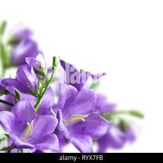 Blauen Glockenblumen isoliert über Weiß Stockfoto